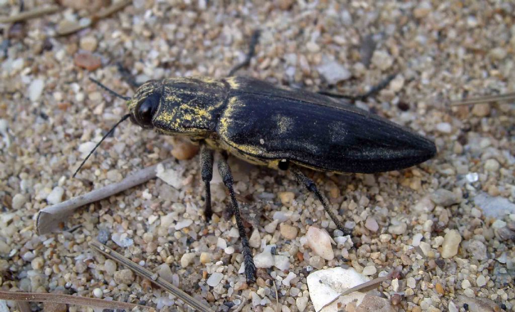 Buprestidae greco:  Chalcophora sp.