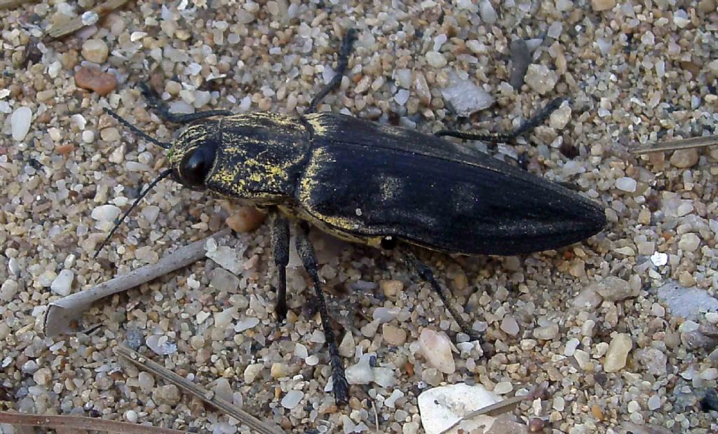 Buprestidae greco:  Chalcophora sp.