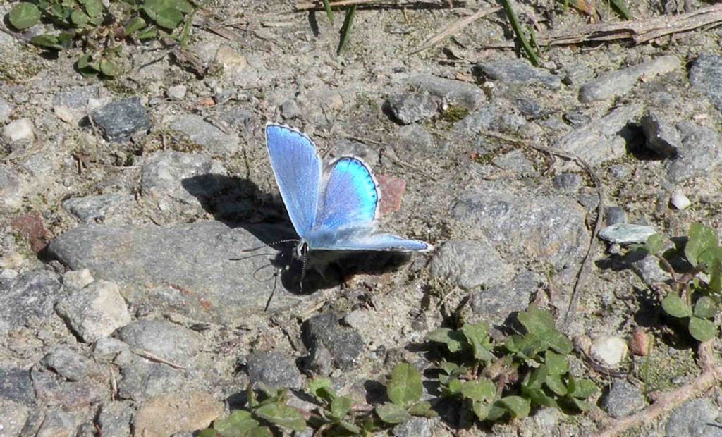 Polyommatus icarus o eros? Polyommatus (Lysandra) bellargus, Lycaenidae