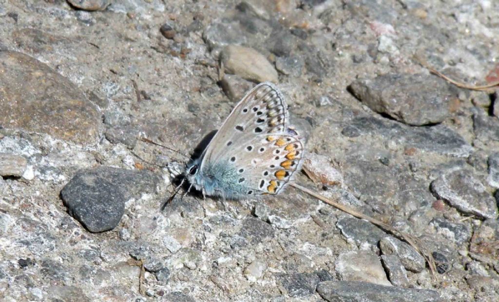 Polyommatus icarus o eros? Polyommatus (Lysandra) bellargus, Lycaenidae