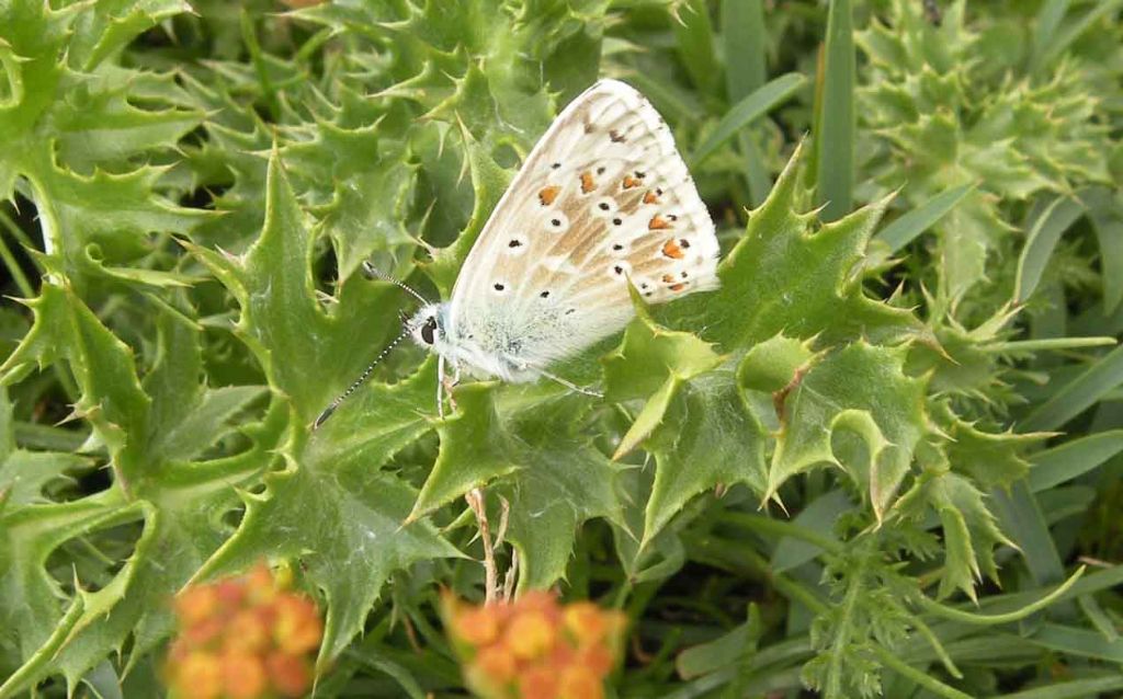 Lycaenidae di montagna - Polyommatus (Lysandra) coridon