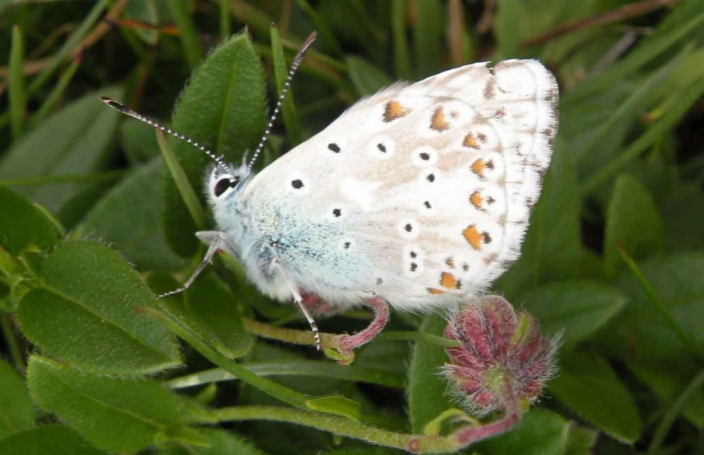 Lycaenidae di montagna - Polyommatus (Lysandra) coridon