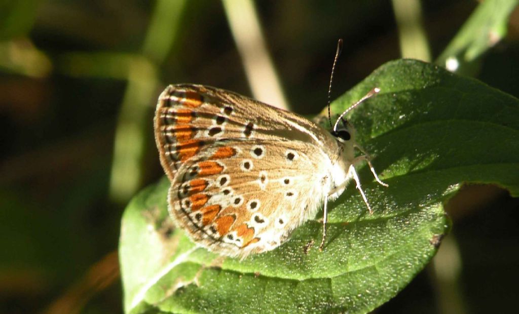 Lycaenidae di collina