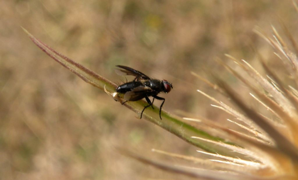 Sarcophagidae:  Nyctia halterata?  S  !