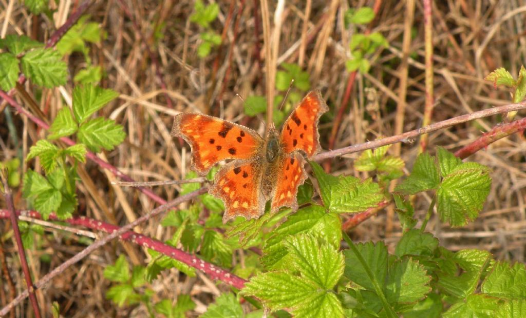 Problemi di distribuzione: Polygonia egea? No, P. c-album, Nymphalidae