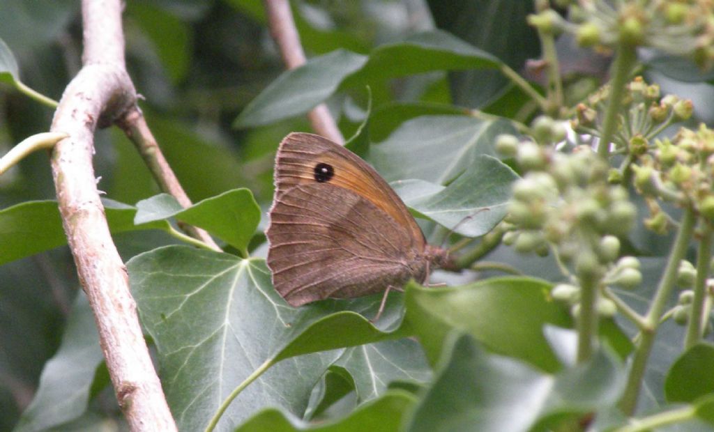 Hyponephele lycaon, giusto? No, Maniola jurtina - Nymphalidae