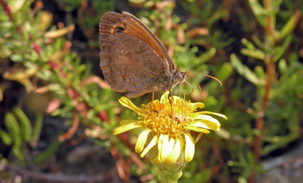 Farfalla toscana un po'' malridotta - Hyponephele lycaon, Nymphalidae