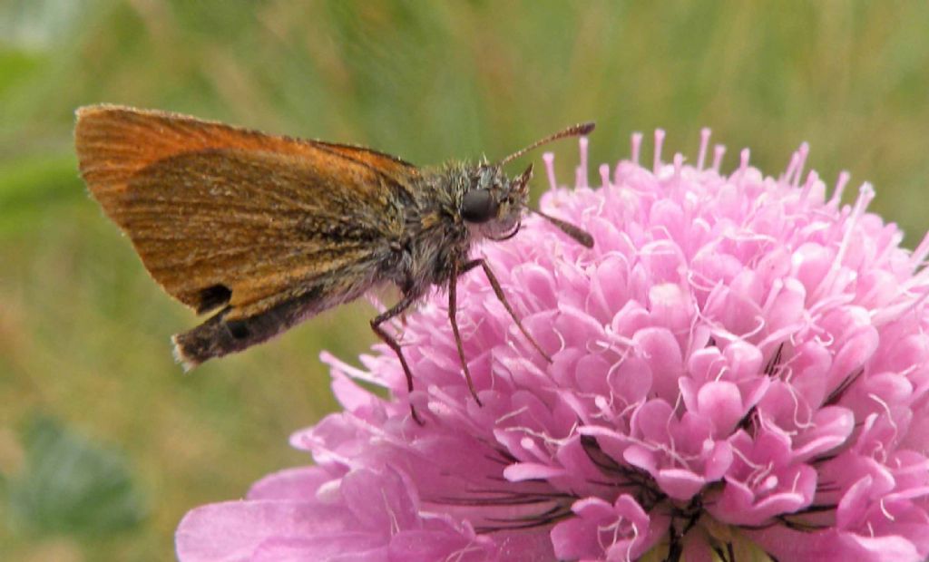 Thymelicus acteon, lineola o sylvestris?