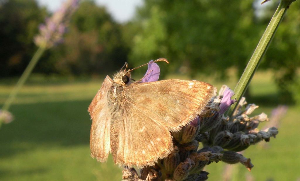 Hesperia comma?