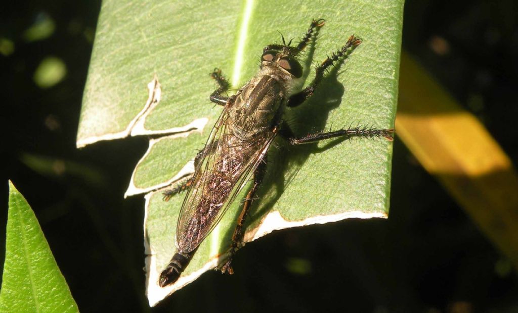 Asilidae:  maschi e femmina del gruppo Machimus-Tolmerus