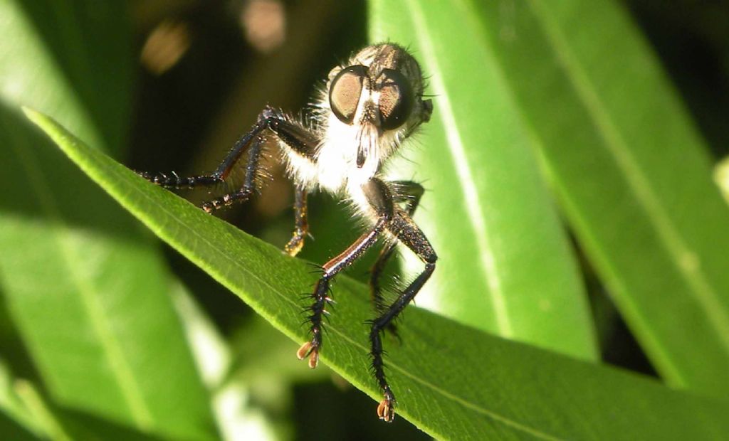 Asilidae:  maschi e femmina del gruppo Machimus-Tolmerus