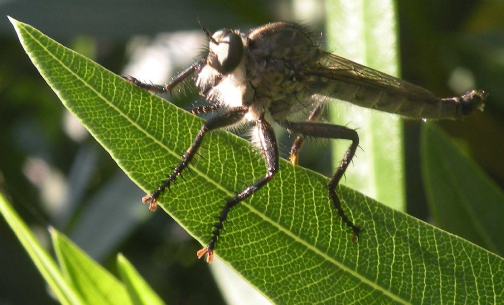 Asilidae:  maschi e femmina del gruppo Machimus-Tolmerus