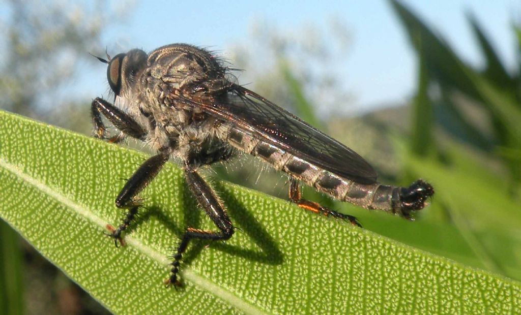 Asilidae:  maschi e femmina del gruppo Machimus-Tolmerus