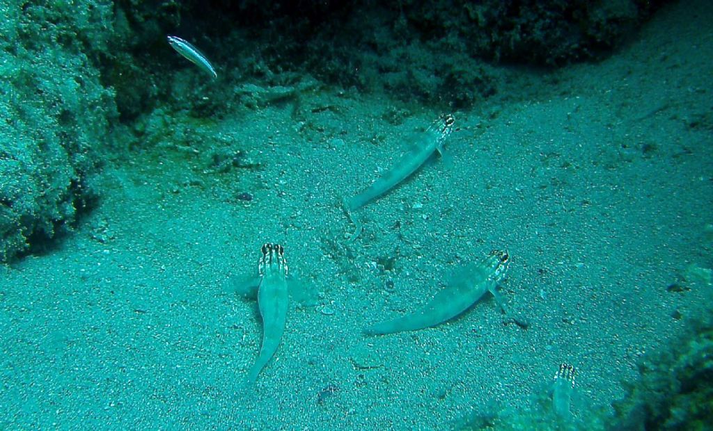 Gobiidae da Capo Verde