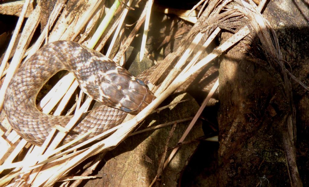 Appennino reggiano: vipera?  No,  biacco (Hierophis viridiflavus)