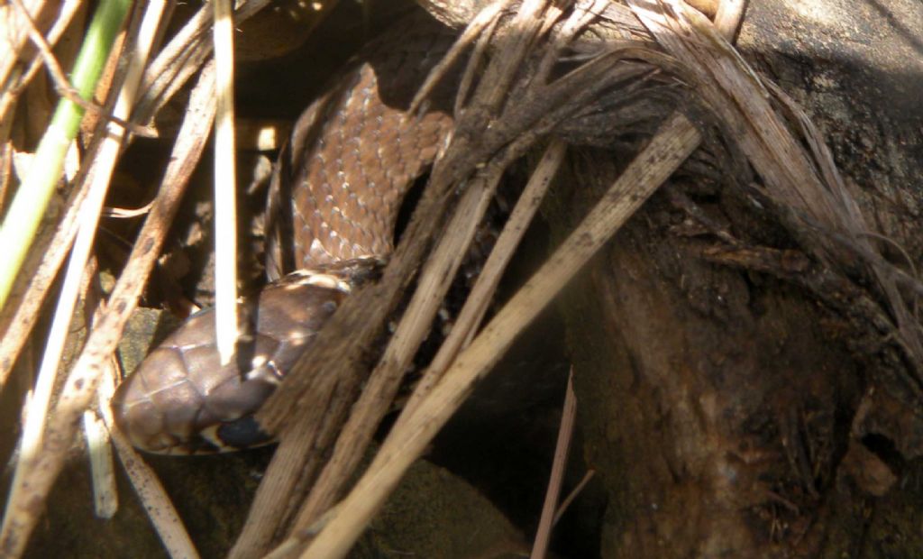 Appennino reggiano: vipera?  No,  biacco (Hierophis viridiflavus)