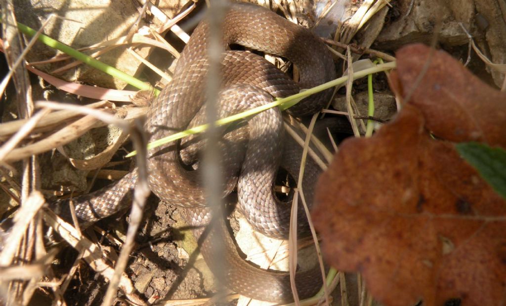 Appennino reggiano: vipera?  No,  biacco (Hierophis viridiflavus)