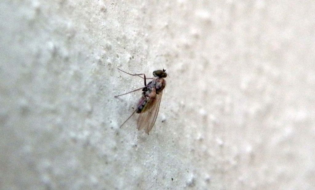 Dolichopodidae: Medetera sp., femmina