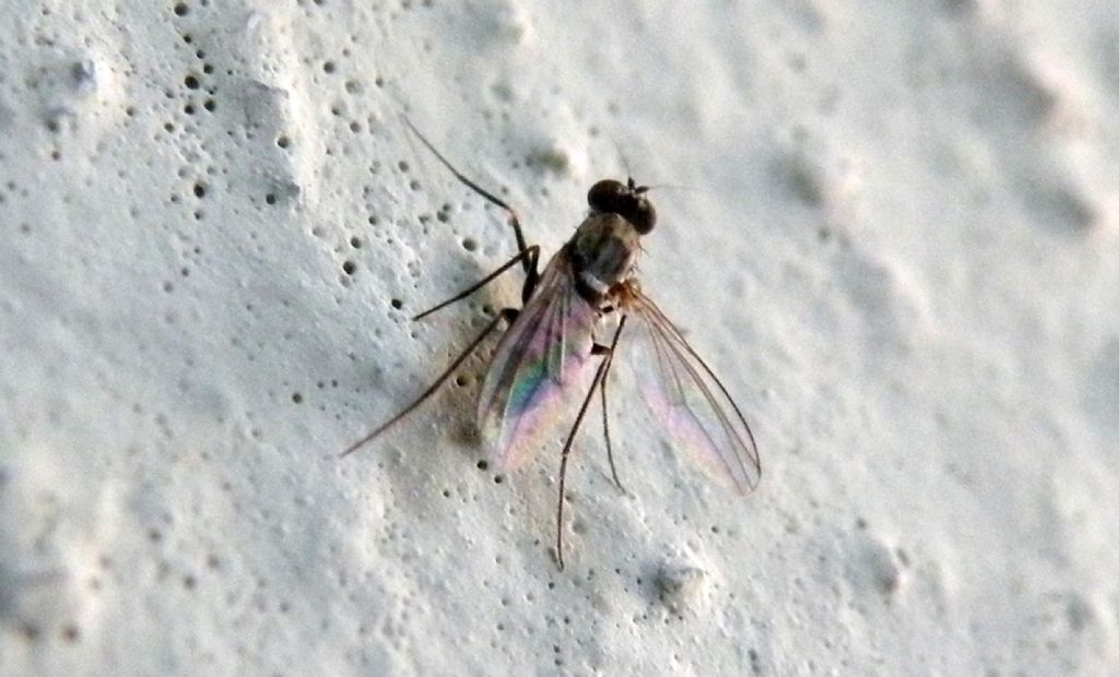 Dolichopodidae: Medetera sp., femmina