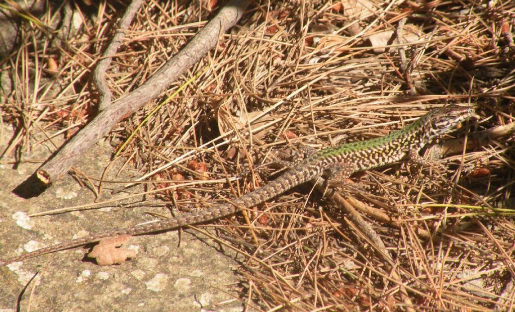 Podarcis sicula o wagleriana?  Podarcis waglerianus !