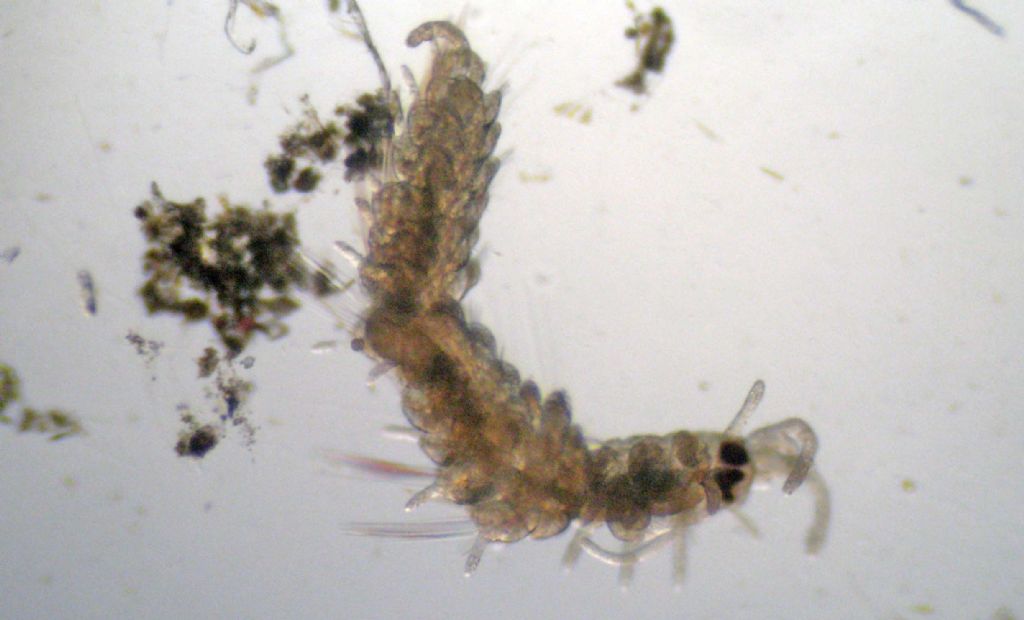 Anellidi policheti quasi microscopici