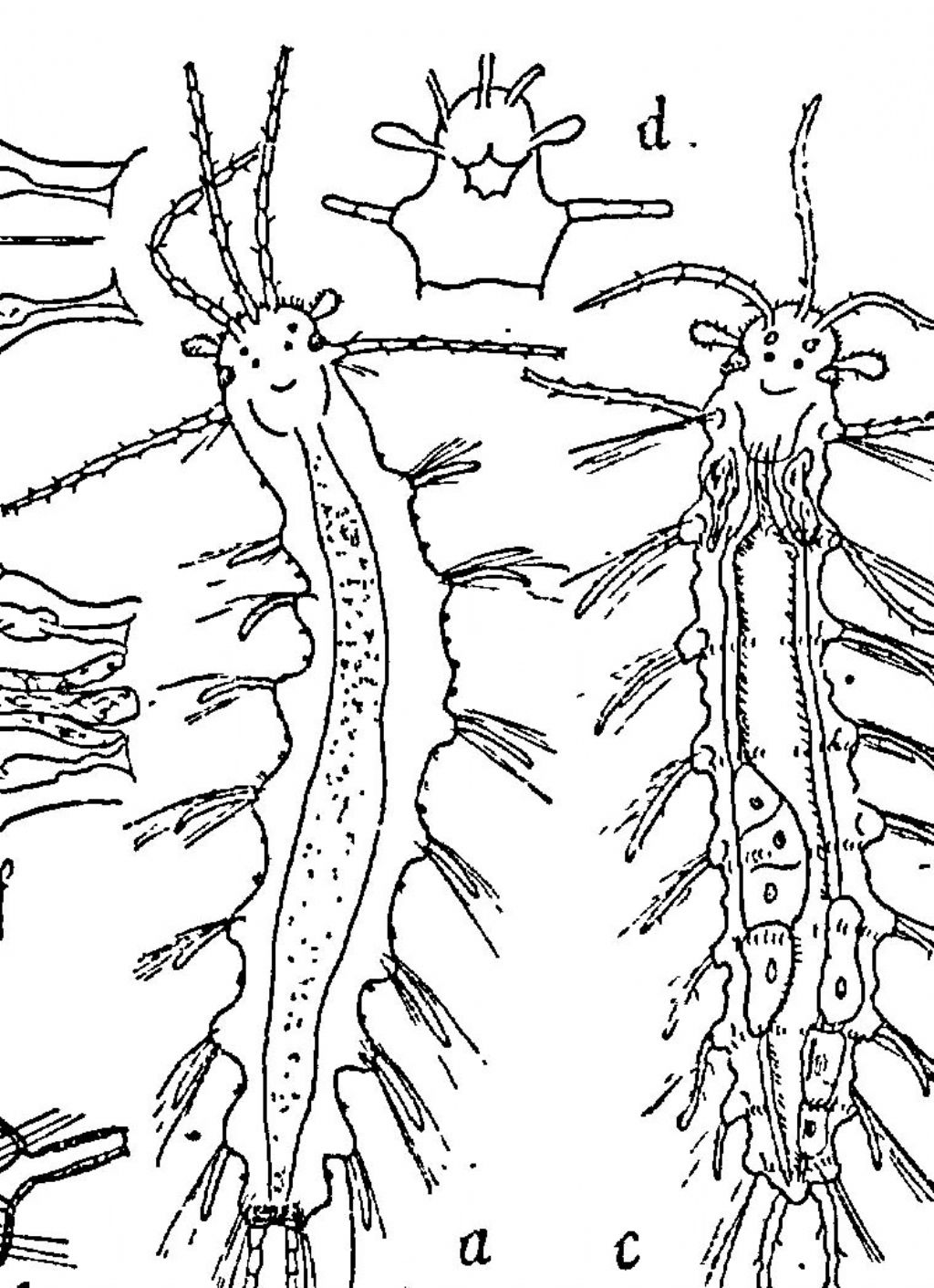 Forse questa  una Parapionosyllis?