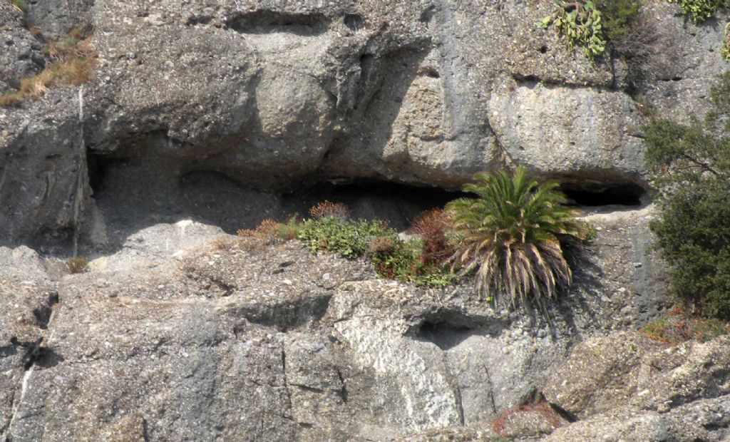 Portofino (GE): palma nana? - Phoenix cfr. canariensis