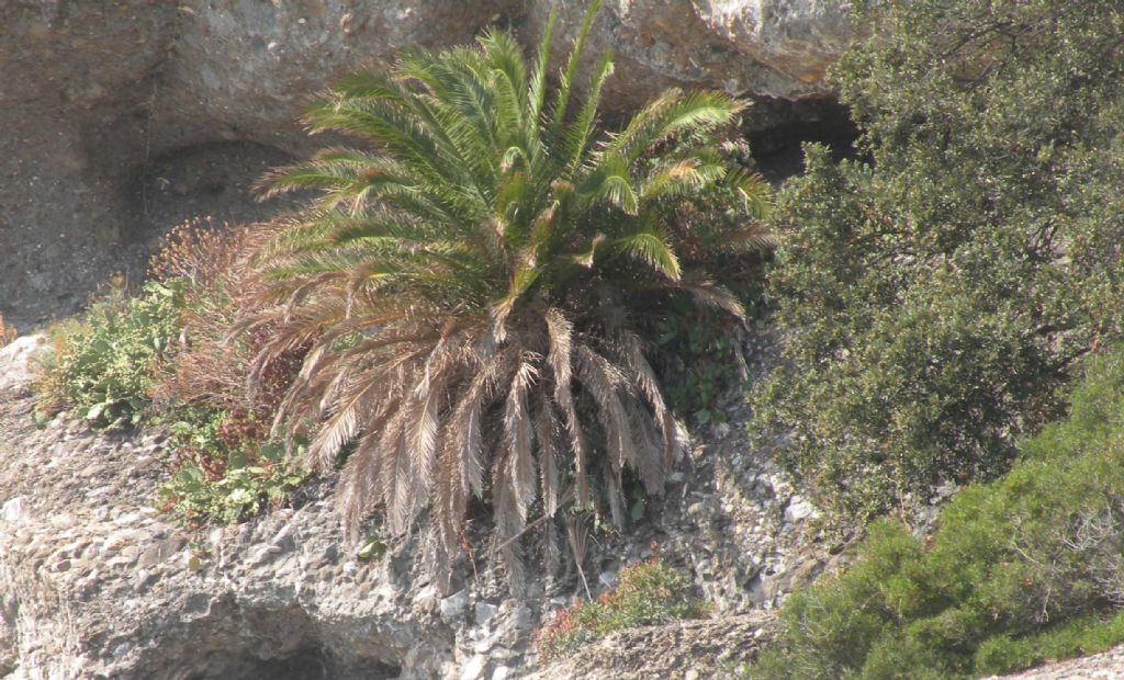 Portofino (GE): palma nana? - Phoenix cfr. canariensis