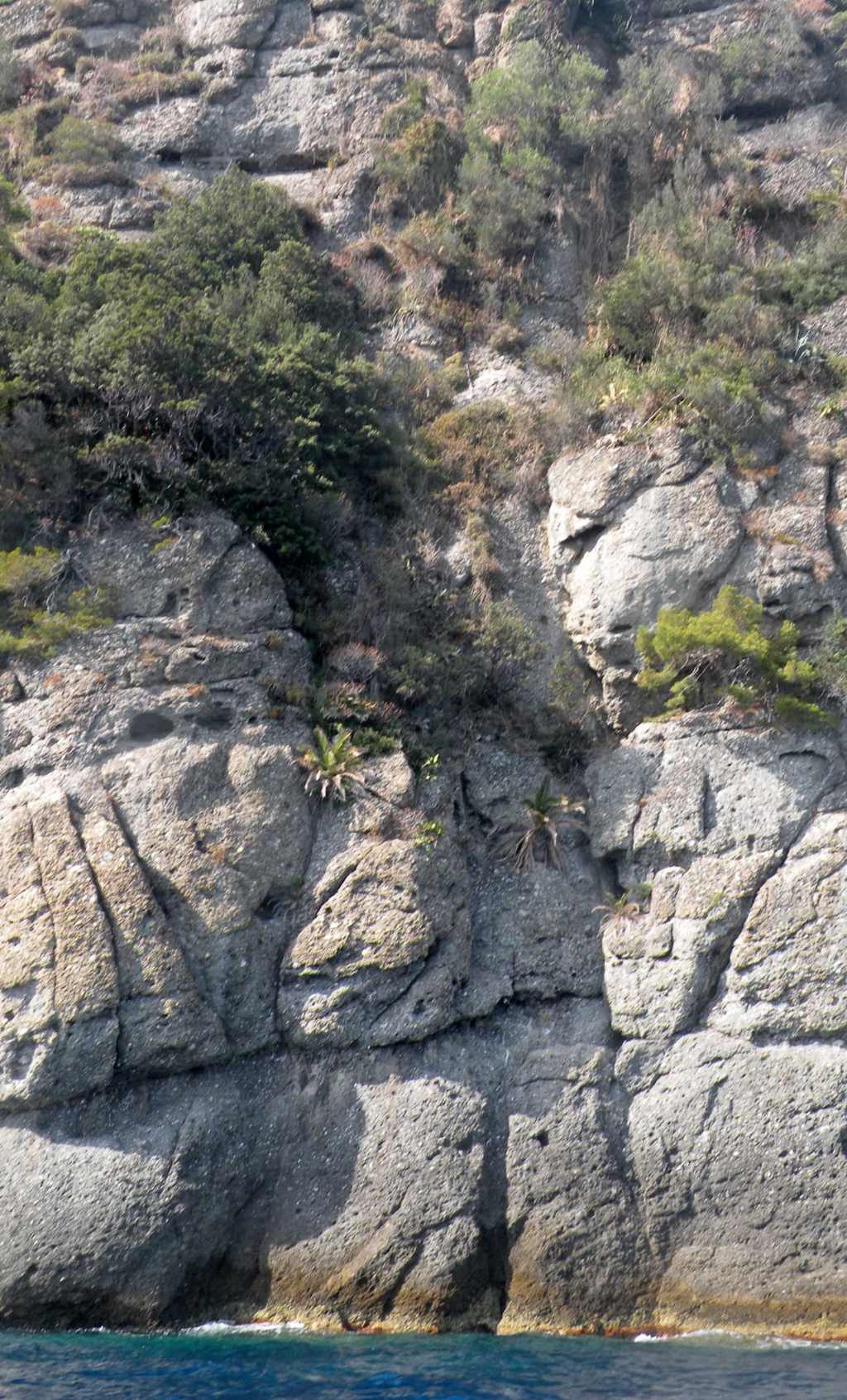 Portofino (GE): palma nana? - Phoenix cfr. canariensis