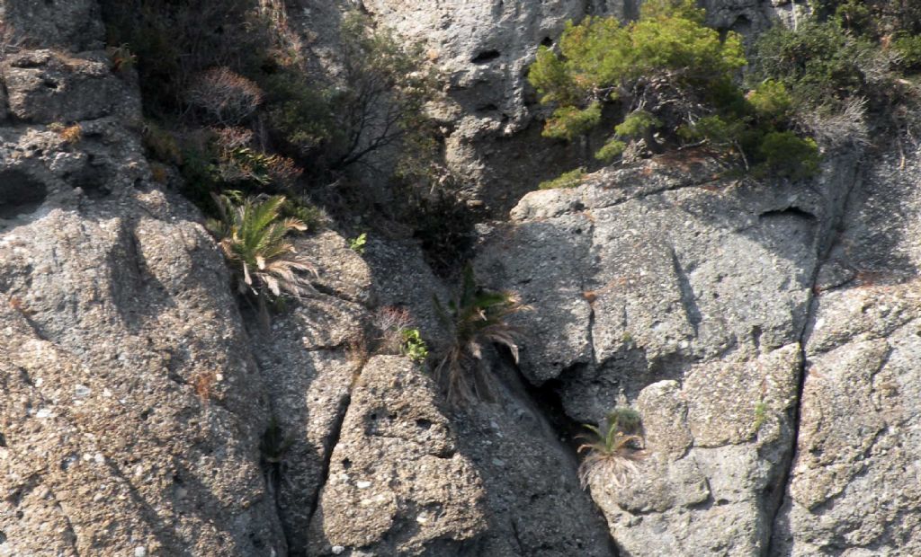 Portofino (GE): palma nana? - Phoenix cfr. canariensis