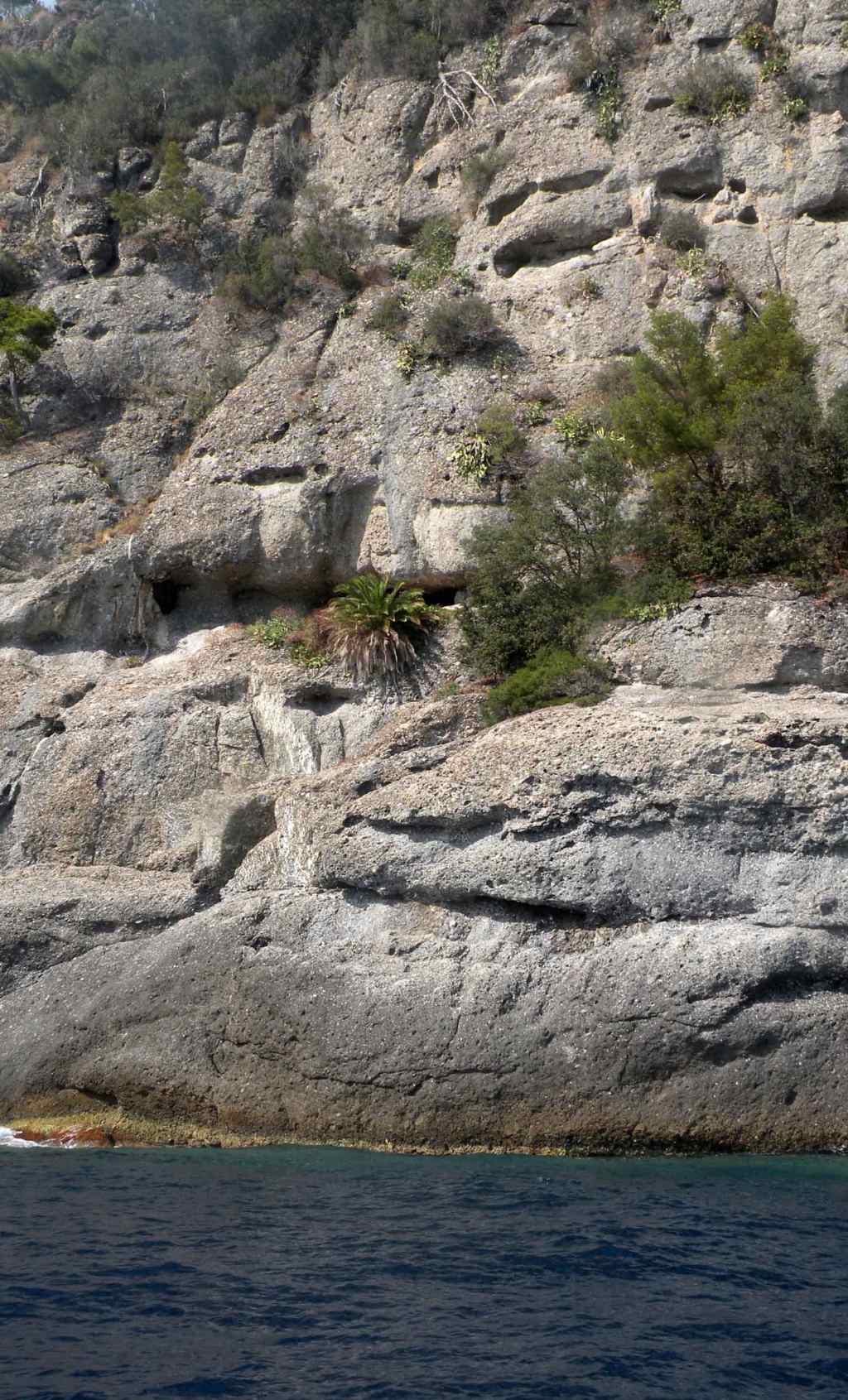 Portofino (GE): palma nana? - Phoenix cfr. canariensis