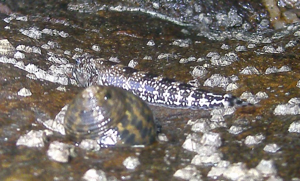 Arrampicatore spericolato... Coryphoblennius galerita