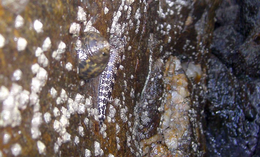 Arrampicatore spericolato... Coryphoblennius galerita