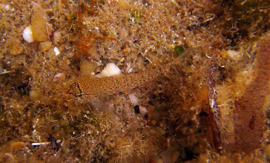 Gobius incognitus dalla Calcidica greca