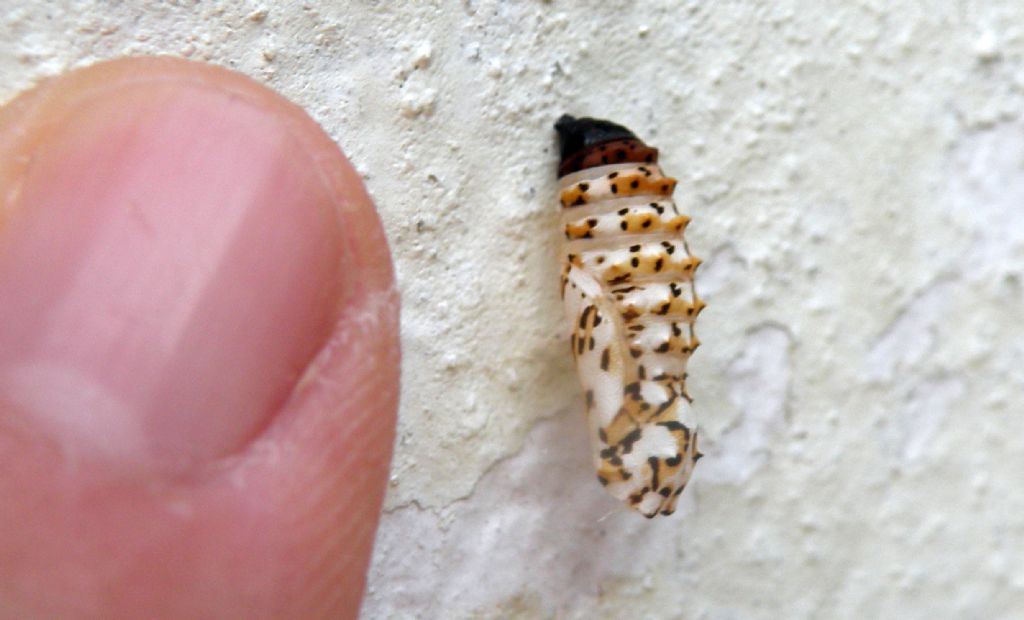 Pupa di Nymphalidae? S, di Melitaea sp.