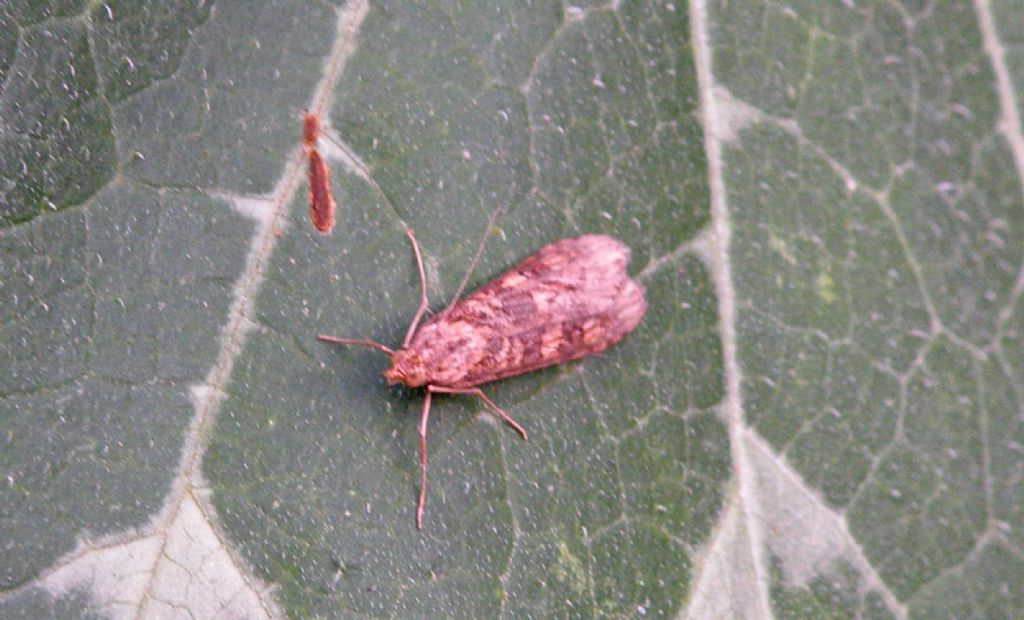 Forse una Eudonia? No, Nomophila noctuella, Crambidae