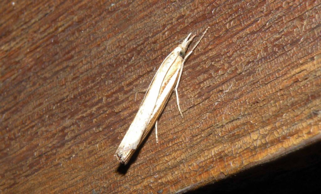 Crambidae di notte - Agriphila sp.