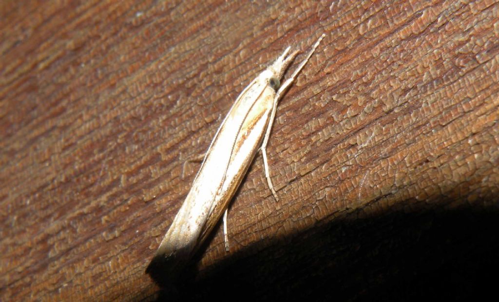 Crambidae di notte - Agriphila sp.