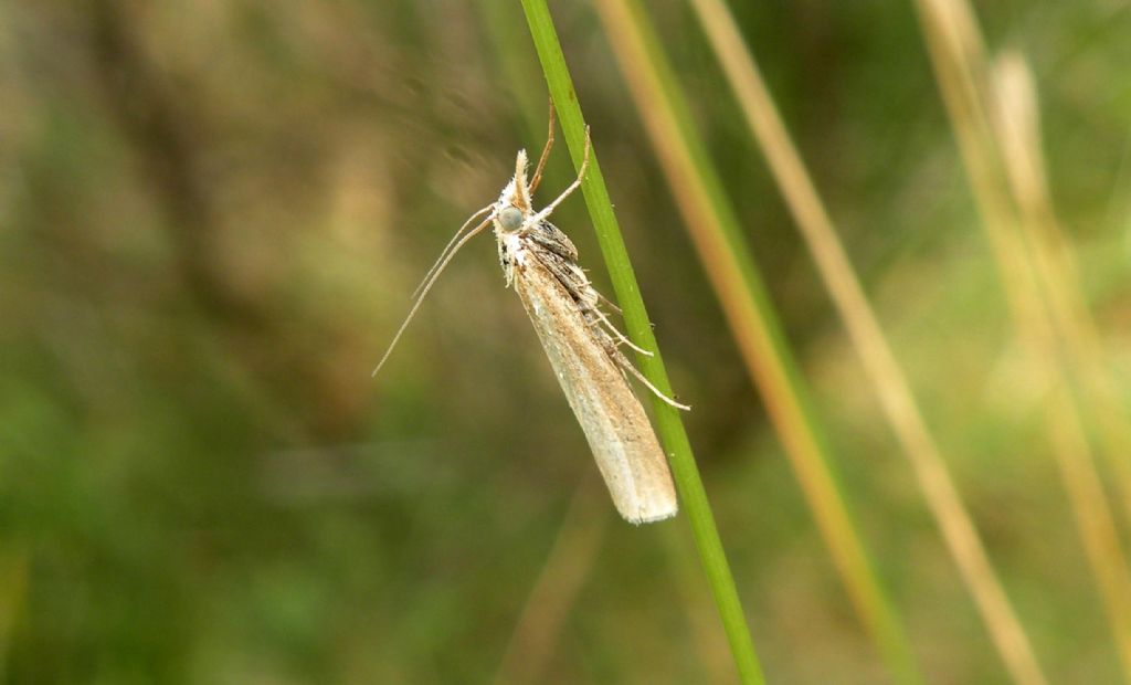 Agriphila cfr. tristella, Crambidae