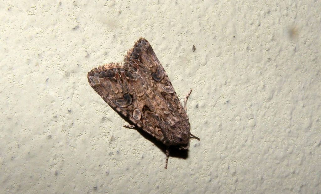 Un'' (altra) Agrotis dal mio giardino? No, Anarta (Calocestra) trifolii, Noctuidae