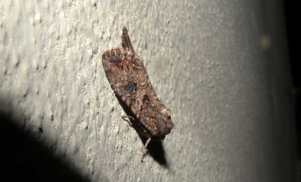 Un'' (altra) Agrotis dal mio giardino? No, Anarta (Calocestra) trifolii, Noctuidae