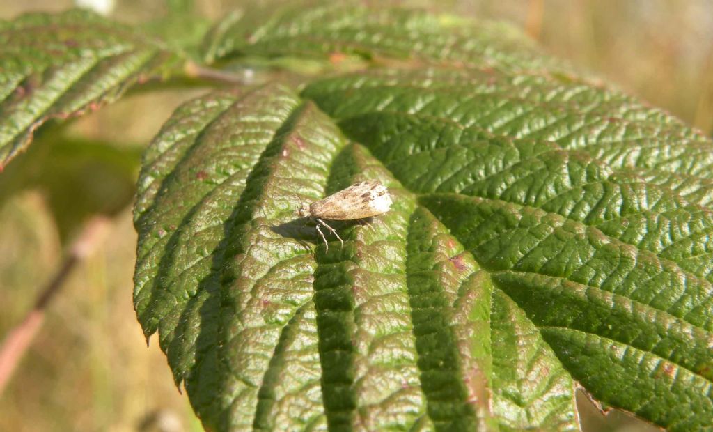 Farfallina di fine estate