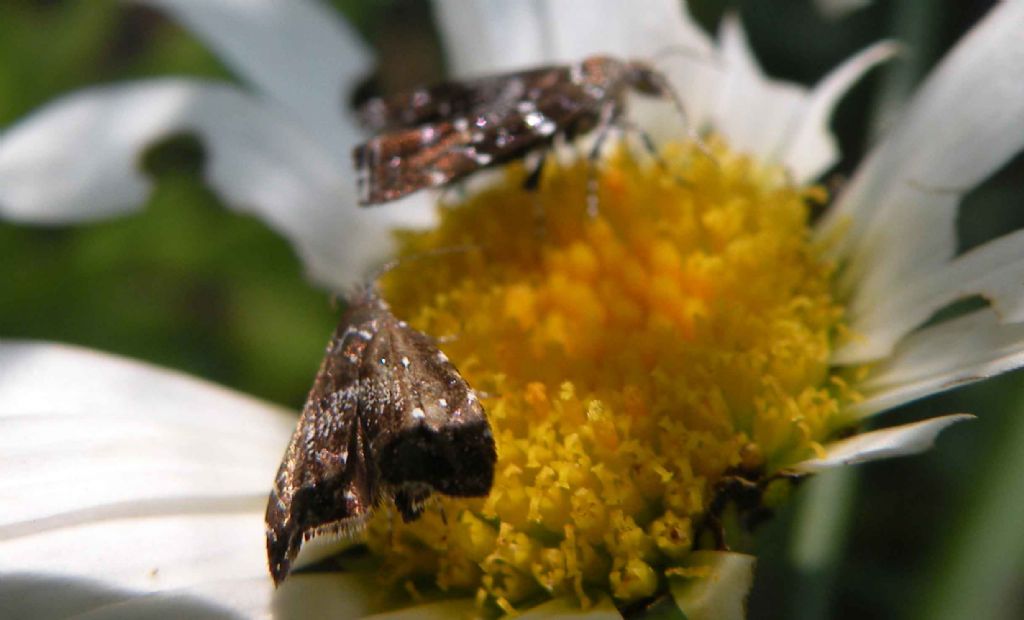 Prochoreutis stellaris o sehestediana? Prochoreutis sp., Choreutidae