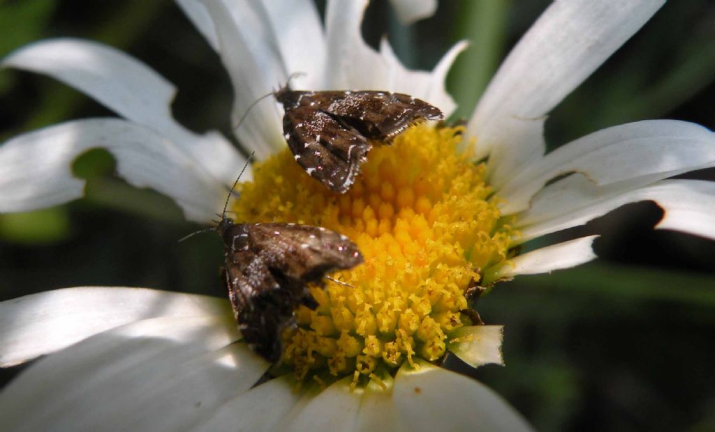 Prochoreutis stellaris o sehestediana? Prochoreutis sp., Choreutidae