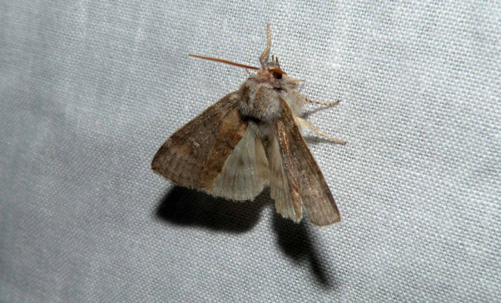 Nel bosco di notte... Cymatophorina diluta, Drepanidae