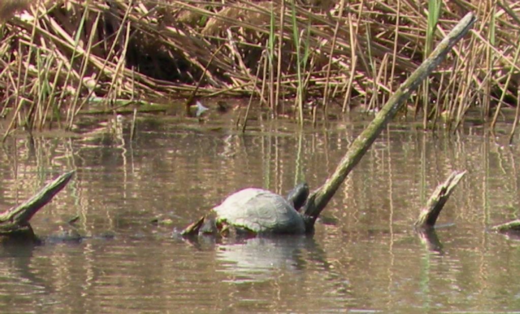 Emys orbicularis? No, Trachemys sp.