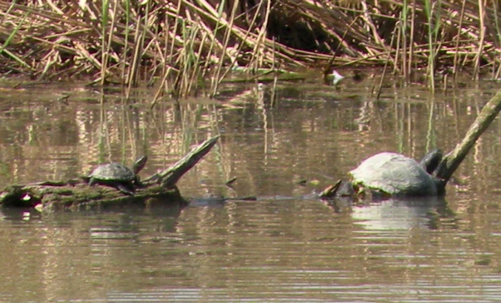 Emys orbicularis? No, Trachemys sp.