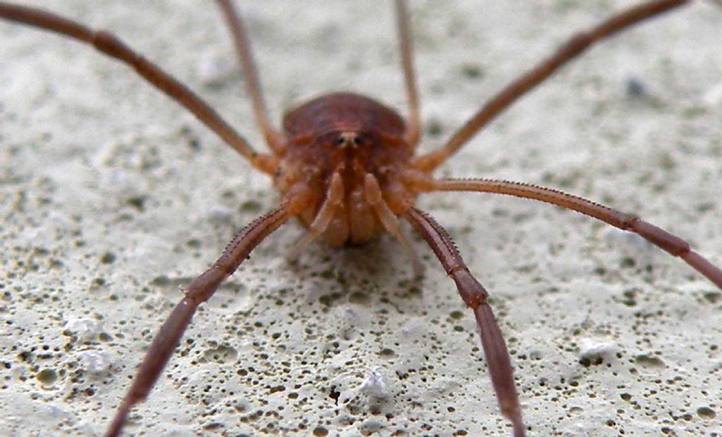 Opilio canestrinii, maschio (Phalangiidae)