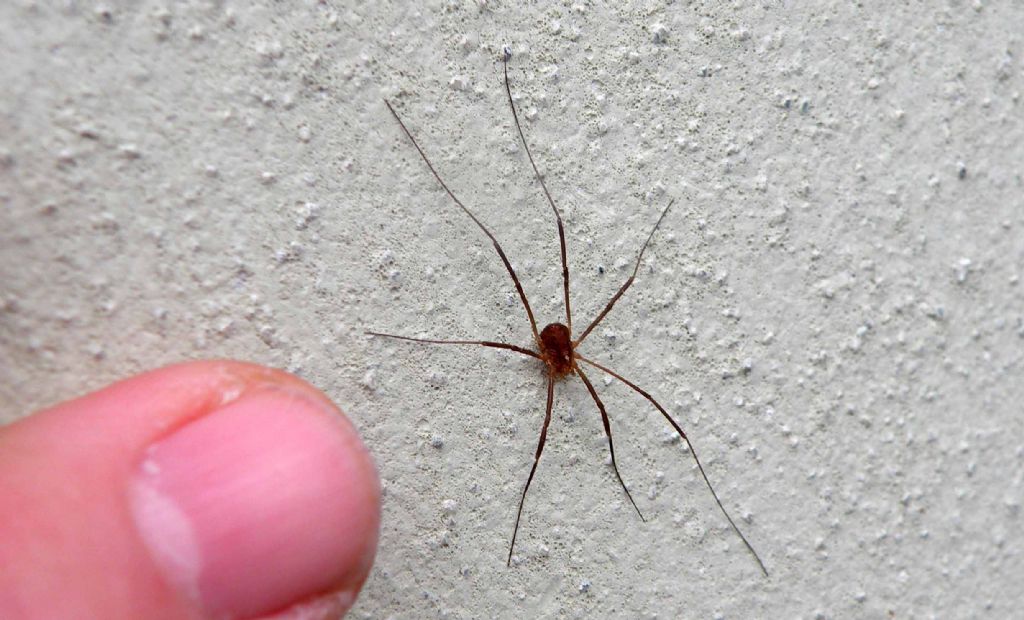 Opilio canestrinii, maschio (Phalangiidae)