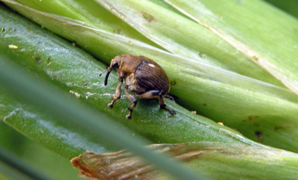 Curculionidae in giardino: Mononychus punctumalbum su Iris pseudacorus